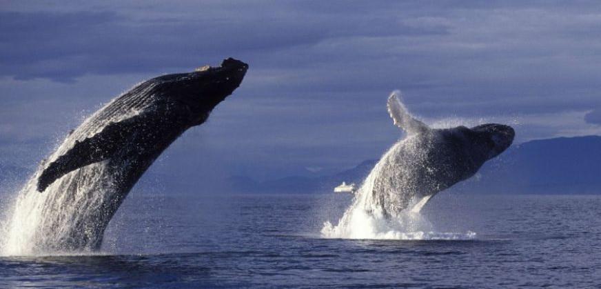 2 baleines à bosse qui font un saut