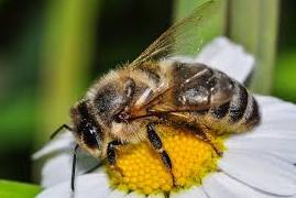 abeille butine fleur