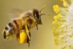 abeille pleine de pollen