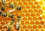 abeilles déposent miel dans alvéoles ruche