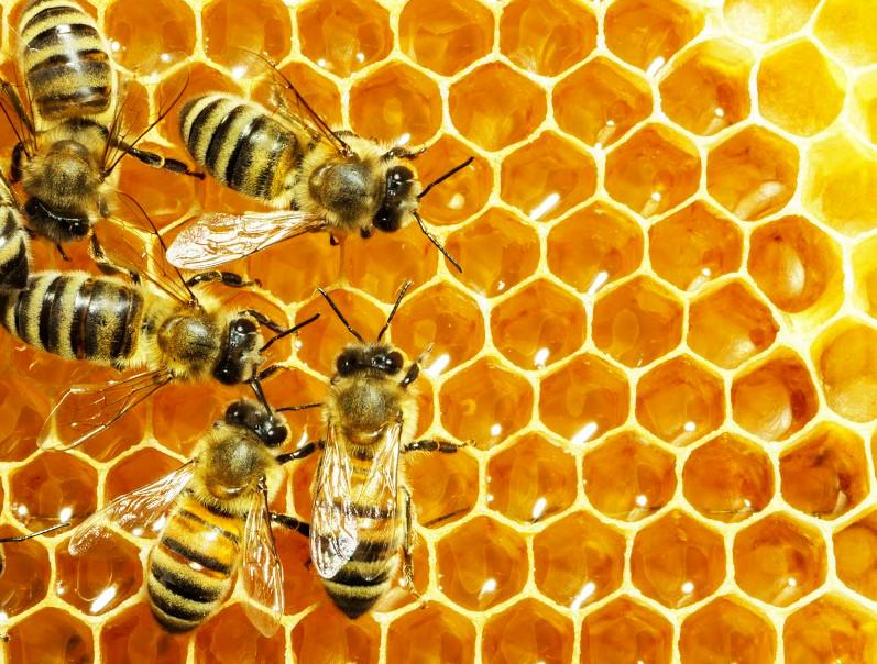 abeilles déposent miel dans alvéoles ruche