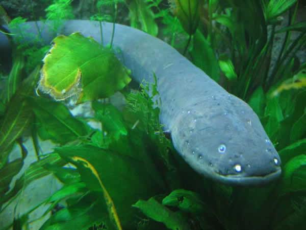 anguille électrique en eau douce