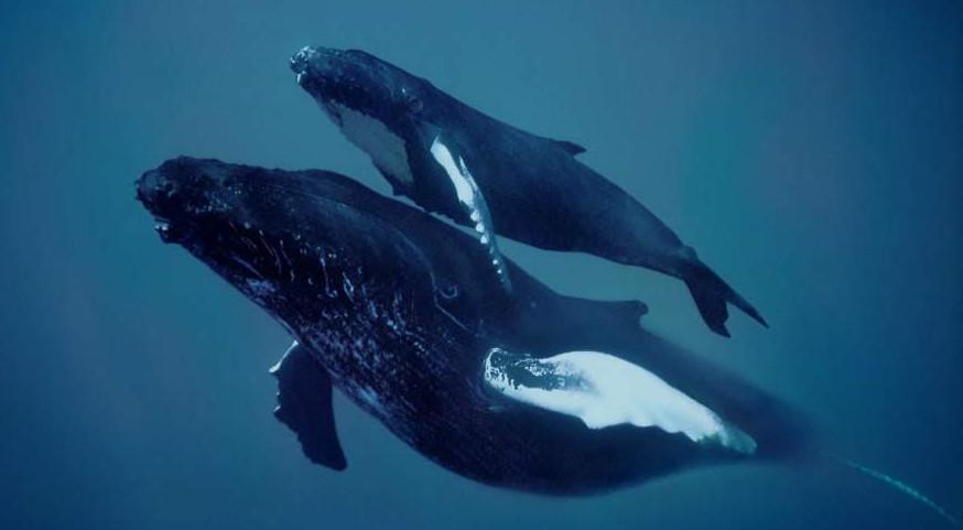 baleine à bosse et son petit