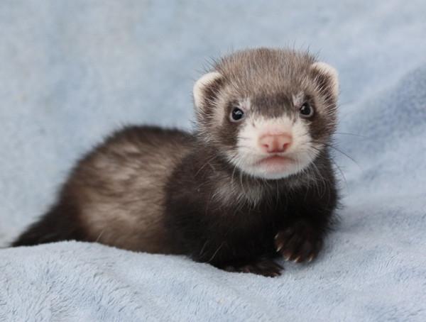 bébé furet