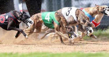 course de greyhounds