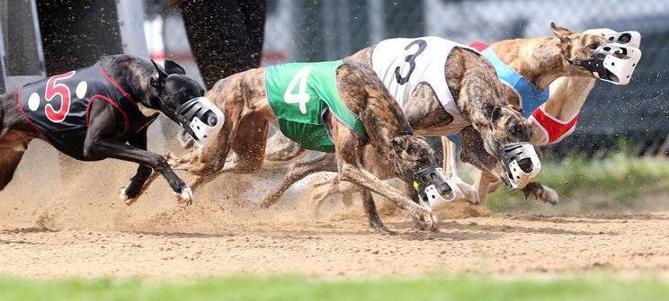 course de greyhounds