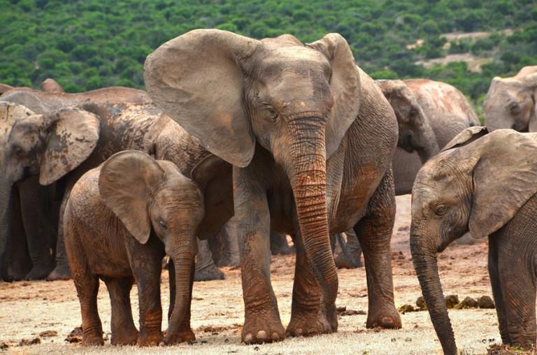 éléphants sans défenses