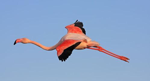 flamant rose en plein vol