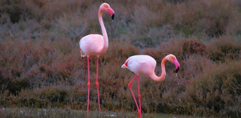 flamant rose