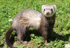 furet sauvage