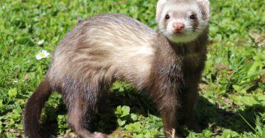 furet sauvage