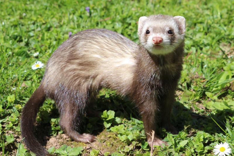 furet sauvage