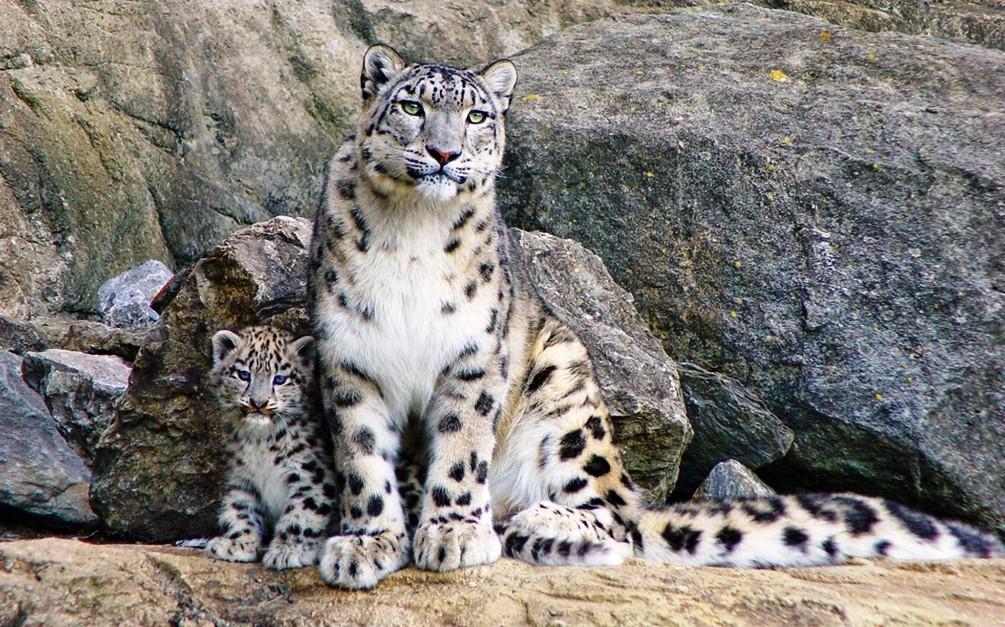 panthère des neiges avec son bébé