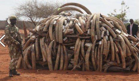 saisie armée africaine défenses éléphants