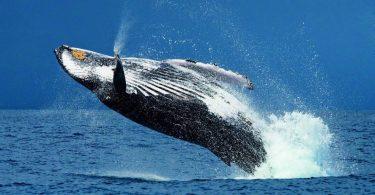 saut baleine à bosse