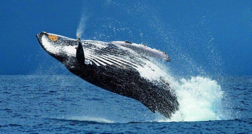 saut baleine à bosse