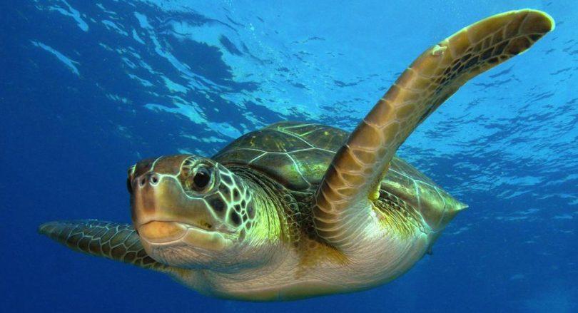 tortue-marine