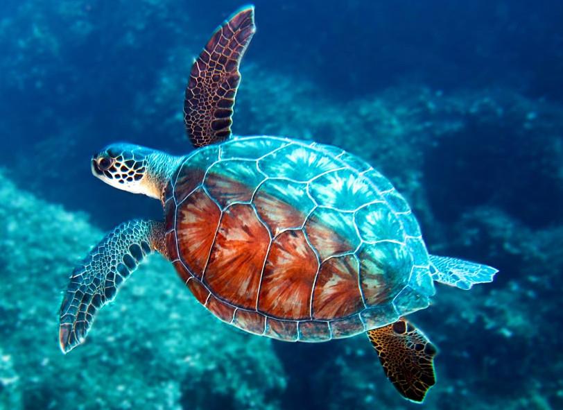 tortue de mer qui nage dans l'océan