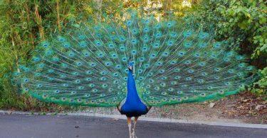 paon bleu faisant la roue