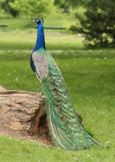 paon bleu sur un tronc d'arbre