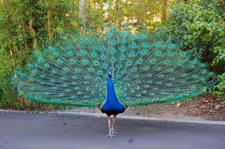 paon bleu faisant la roue