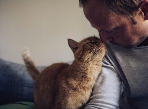 chat qui frotte sa tete contre le nez de son maitre