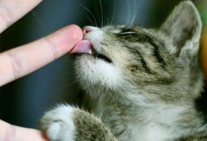 chat qui lèche son maitre