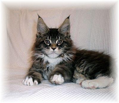 chaton maine coon