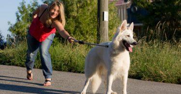 chien qui tire la laisse