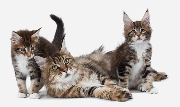 femelle maine coon et ses deux petits