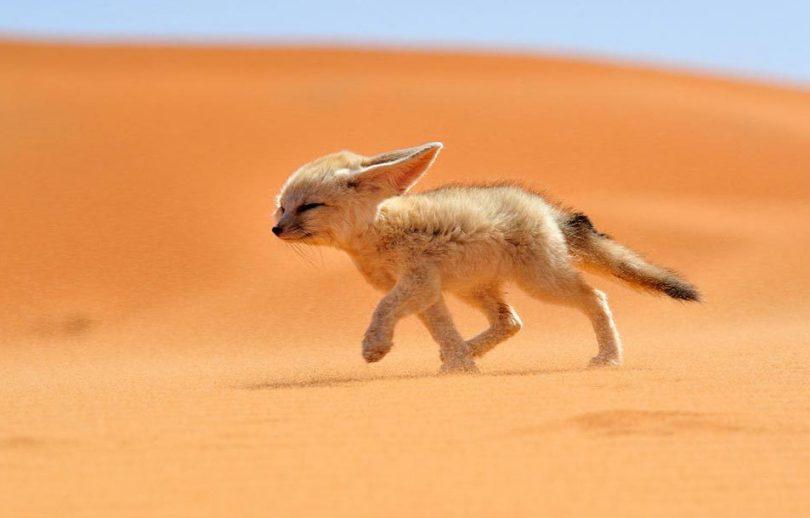 fennec