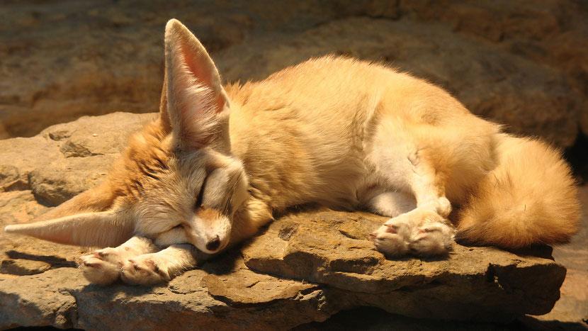 fennec dort