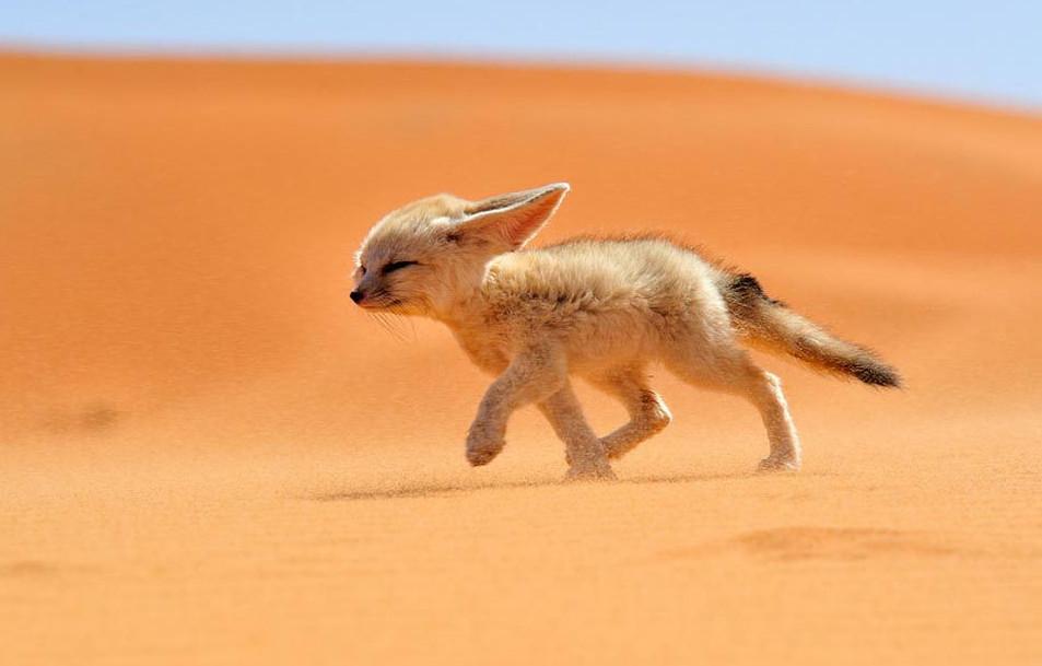 Le fennec est-il un animal de compagnie ? - Nosanimos.com