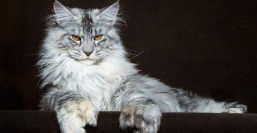 maine coon