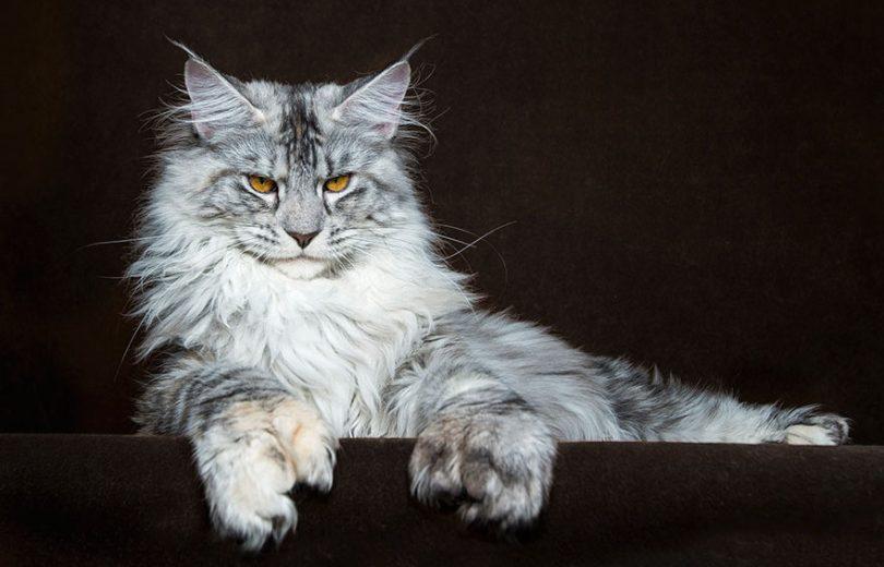 maine coon