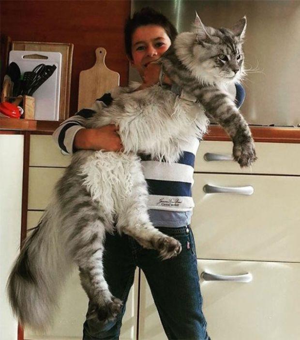 maine coon gigantesque