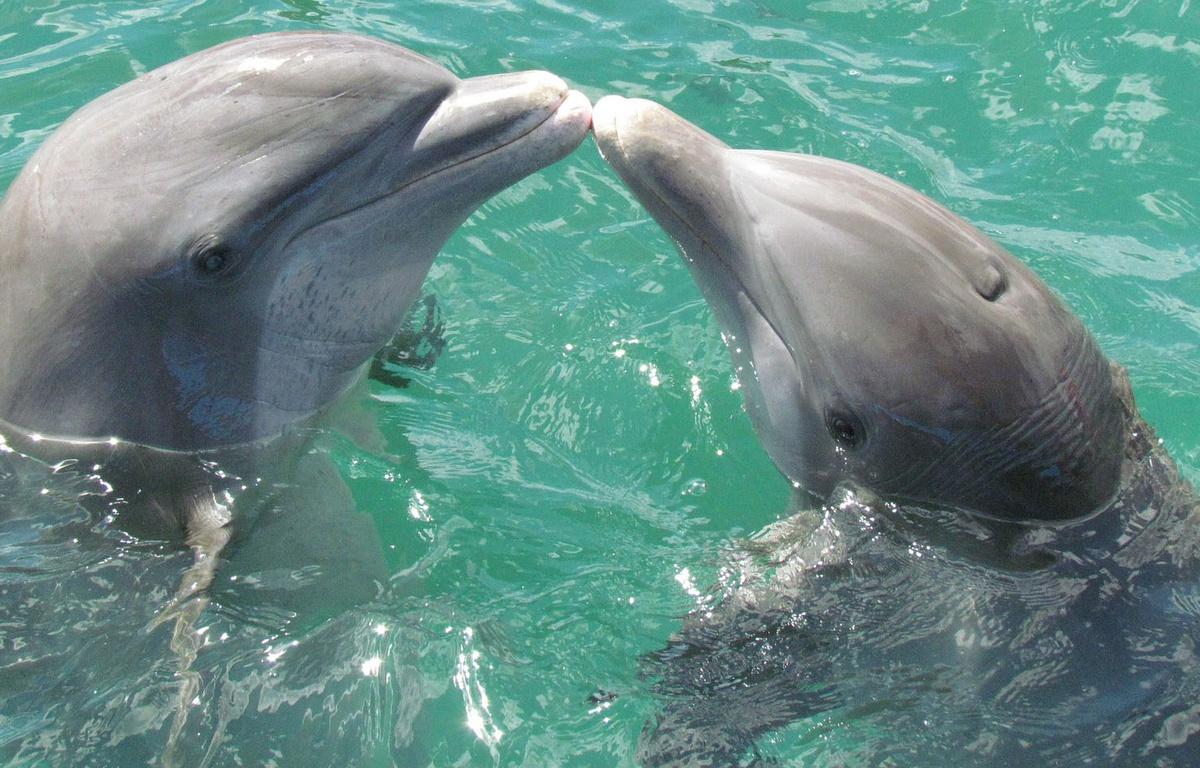 2 dauphins qui s'embrassent