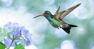 colibri