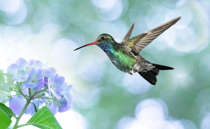 colibri