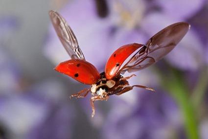 coccinelle qui vole