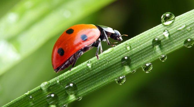 coccinelle