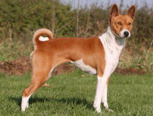 basenji