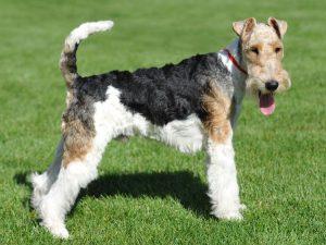 fox terrier