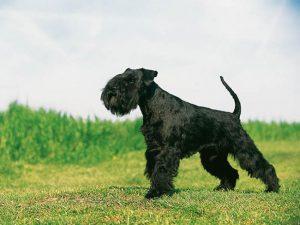 schnauzer noir