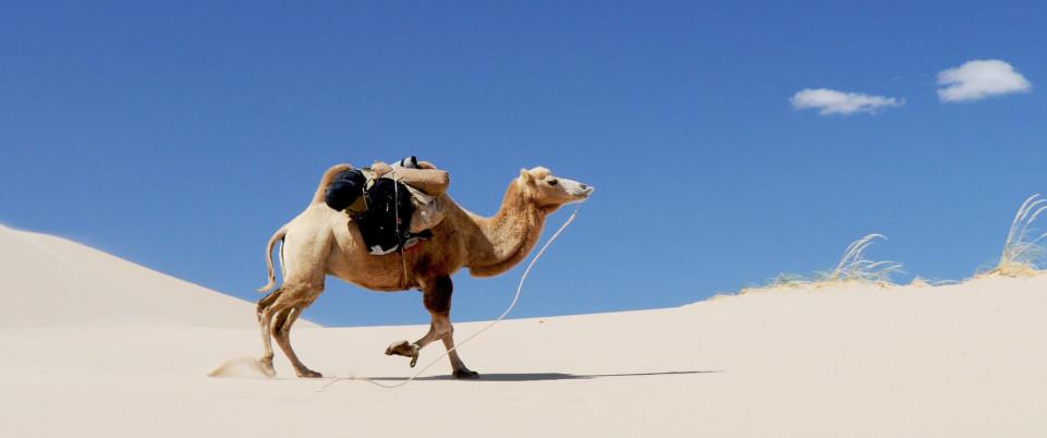 chameau dans le désert