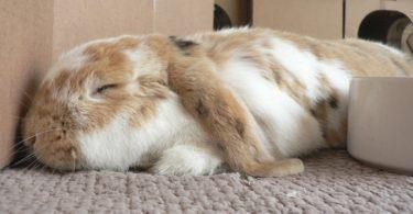 comment dort le lapin