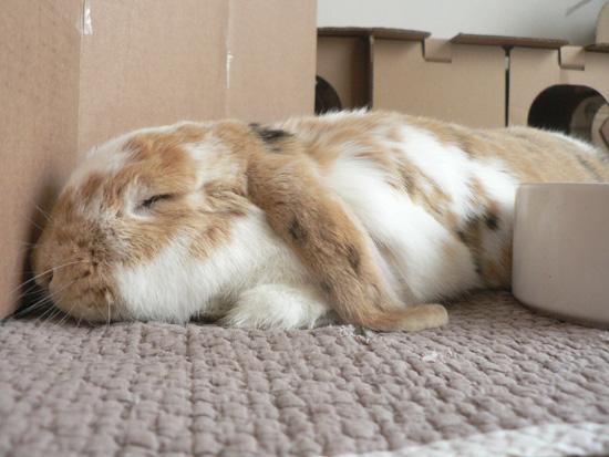 comment dort le lapin