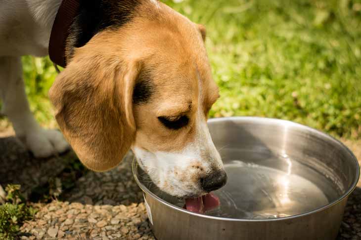 comment le chien boit-il