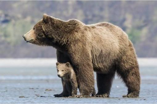 femelle grizzli et son petit