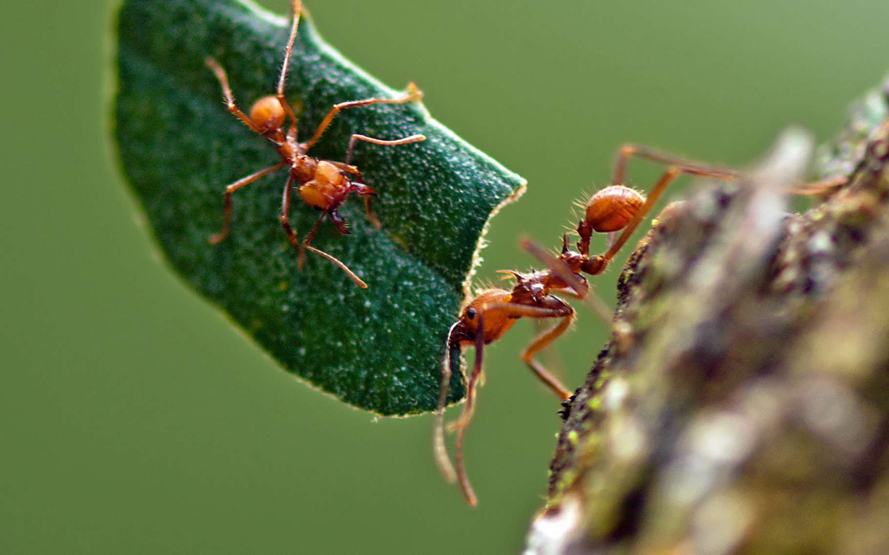 Combien de fois la fourmi peut elle porter son poids ? - Nosanimos.com